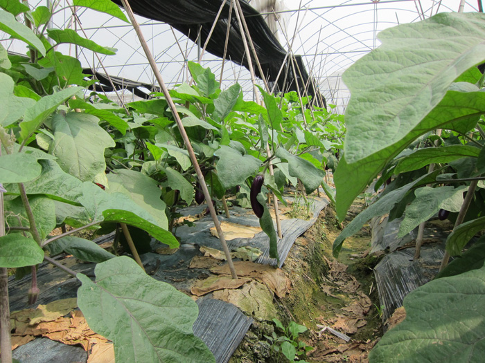 舜泰茄子种植基地