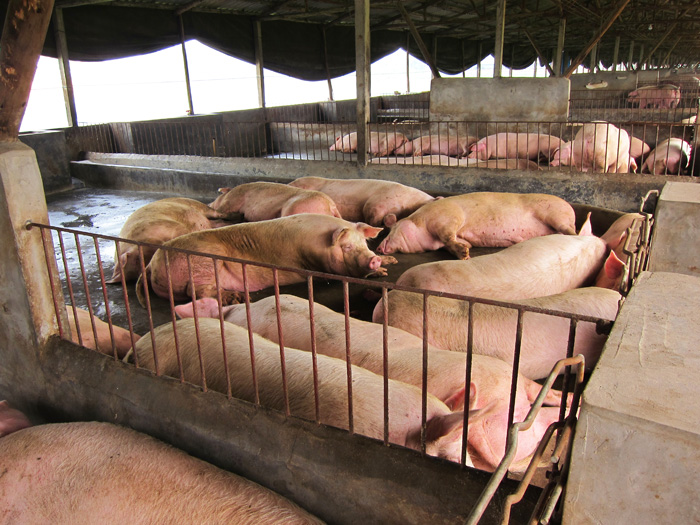 舜泰肉猪养殖基地